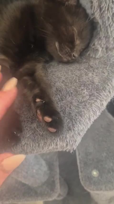 Norwegian Forest Cat cats for sale: Norwegian forest mixed Russian blue - Video 1