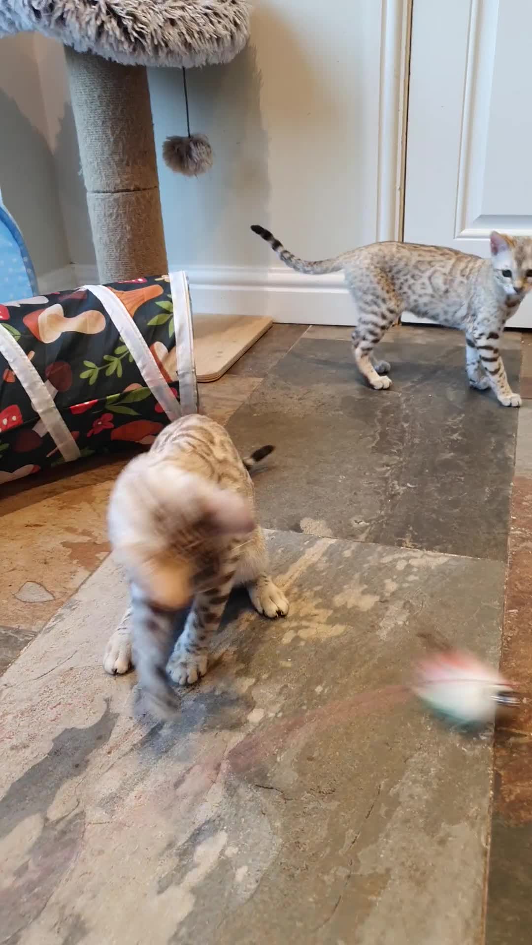 Bengal cats for sale: 🐆💕Very Beautiful Tica Registered Bengal Kittens. - Video 5