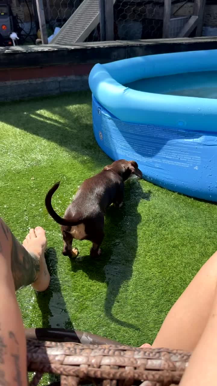 Miniature Dachshund dogs for sale: 7 months old female - Video 2
