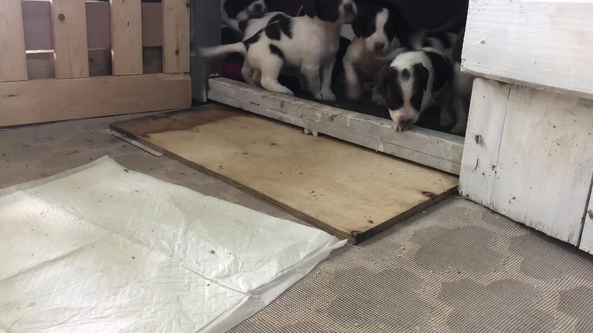English Springer Spaniel dogs for sale: English Springer Spaniel pups for sale! - Video 1