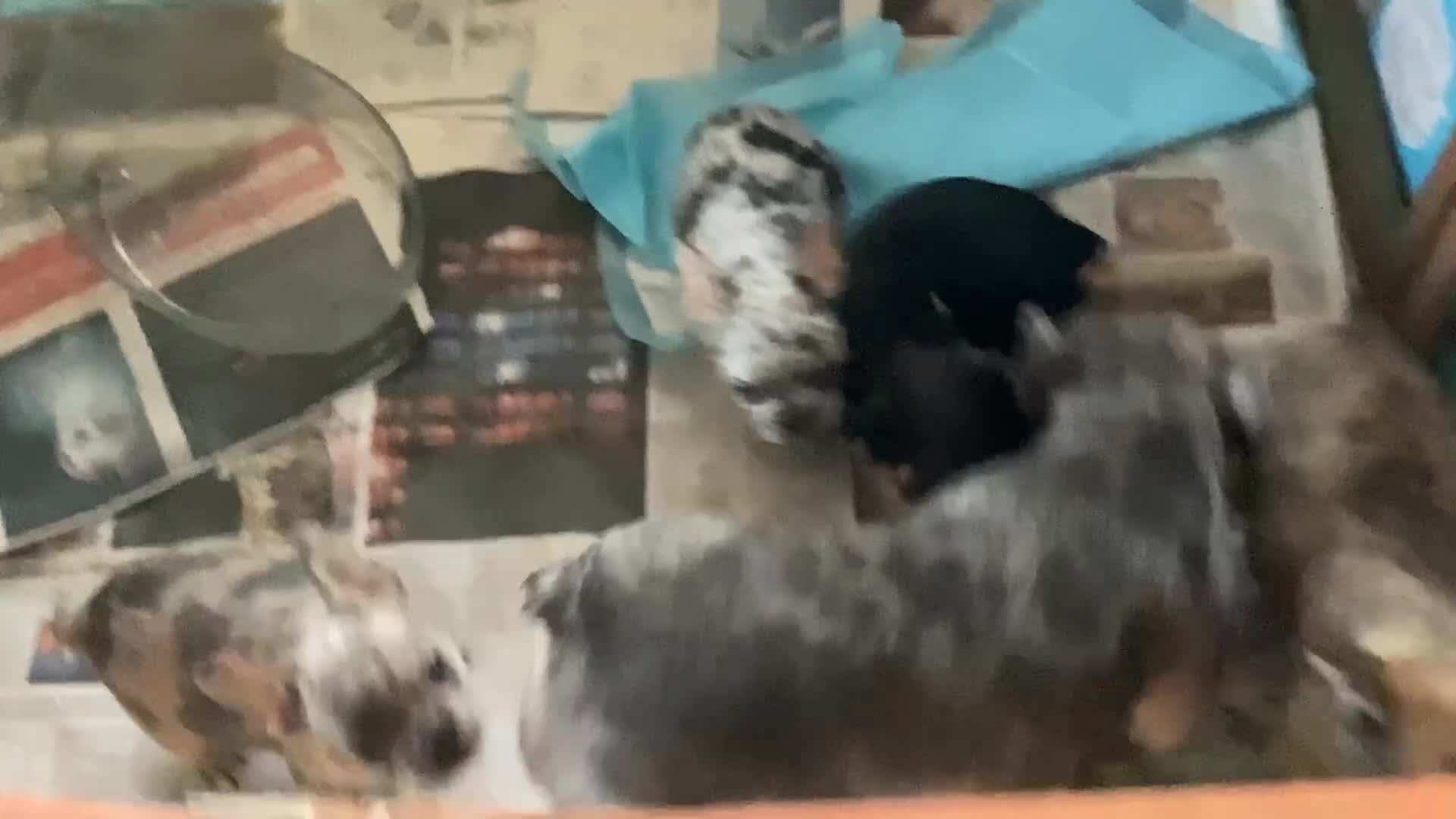 French Bulldog dogs for sale: French bulldogs - Video 1