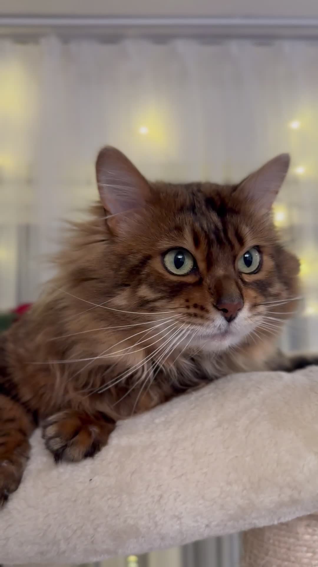 Bengal cats for sale: Cashmere Bengal !!! Don’t miss out 🤩 - Video 1