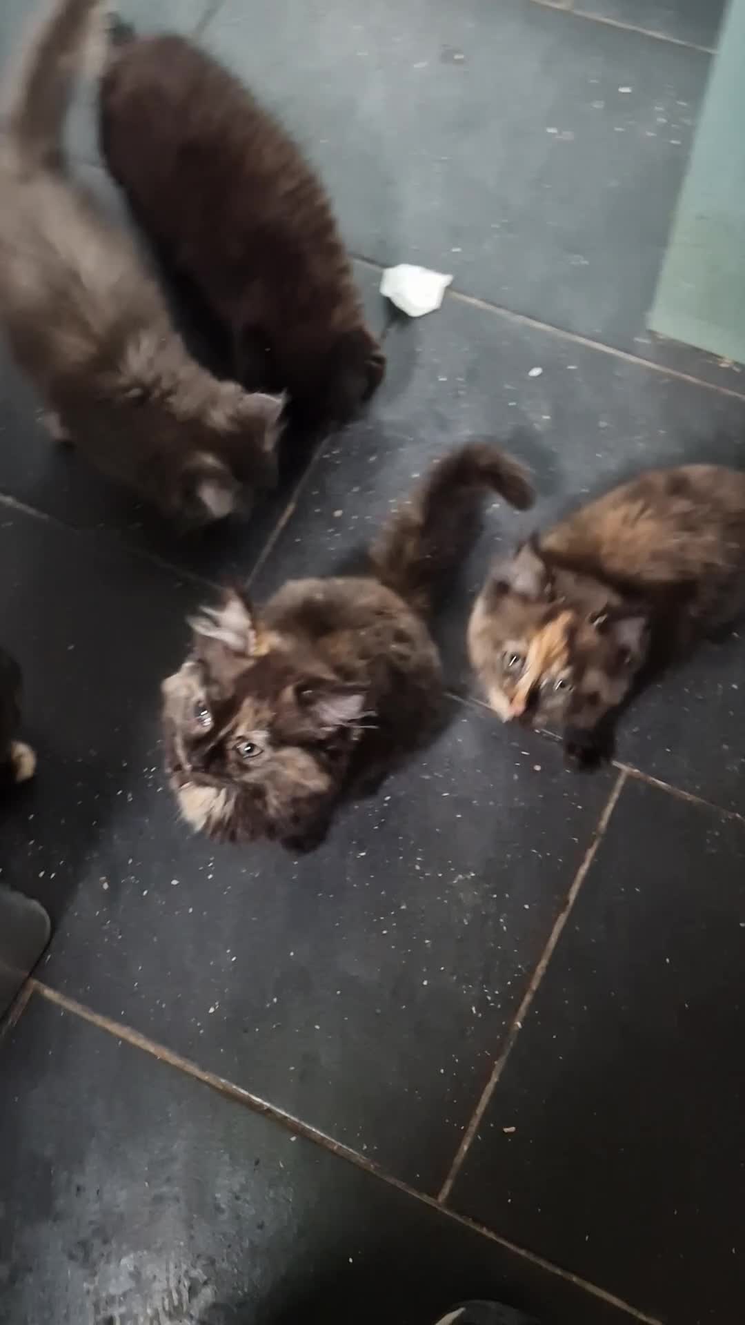 Mixed Breed cats for sale: Main coon x Russian Blue in Newcastle - Video 1