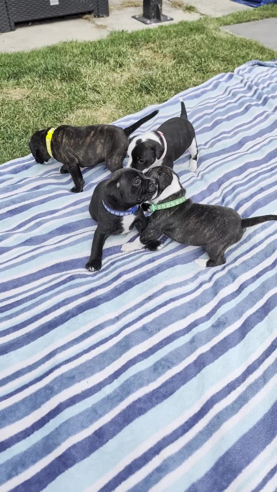 Staffordshire Bull Terrier dogs for sale: Stunning Brindle & White Staffy Pups - Video 1