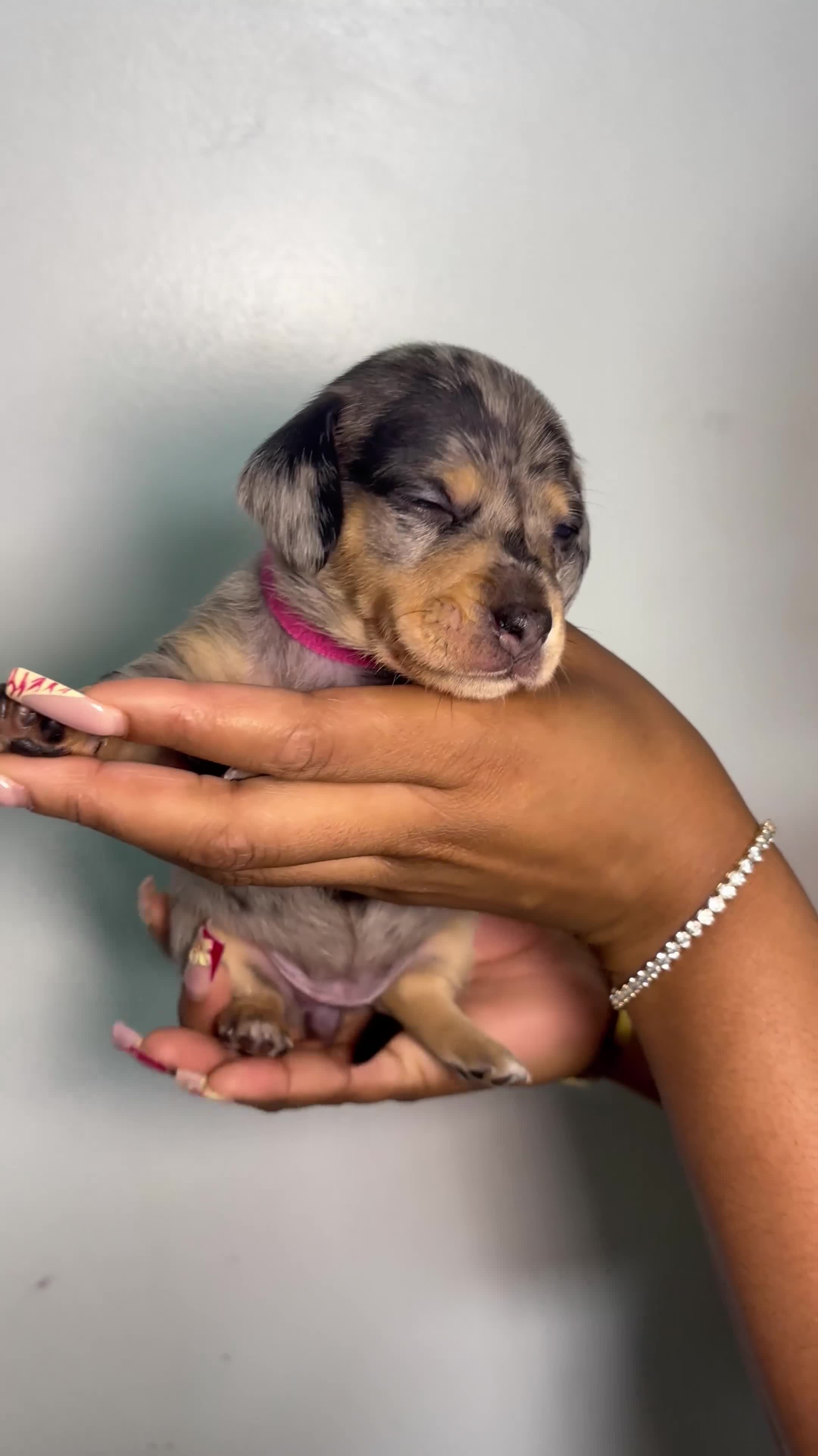 Miniature Dachshund dogs for sale: 🐾 Beautiful Mini Dachshund x Chihuahua Puppies  in Leeds - Video 2