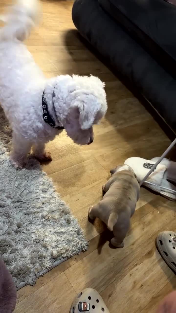 Bichon Frise dogs for sale: Bichon frise 4 year old male stud for sale - Video 3