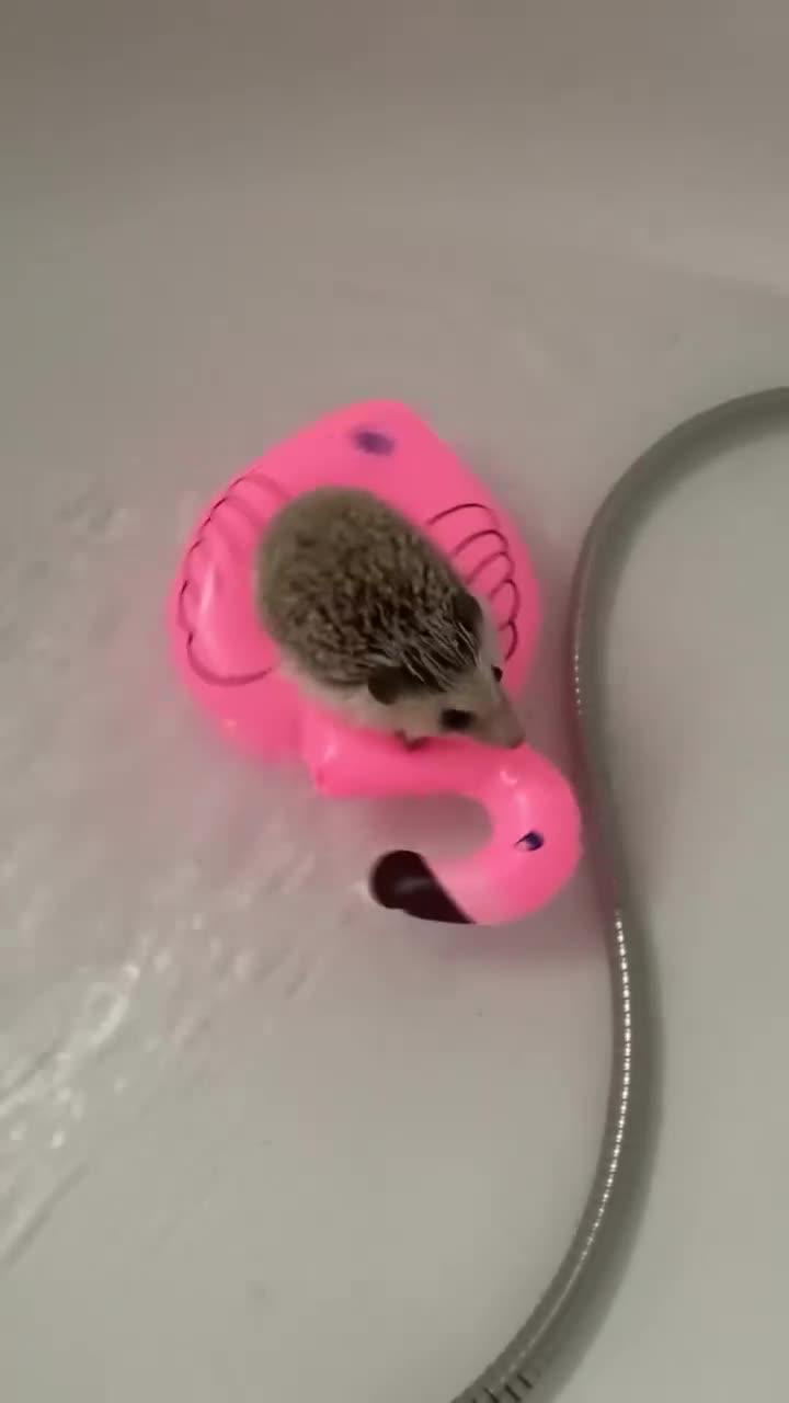 Pygmy Hedgehog rodents for sale: Female African Pygmy Hedgehog - Video 1