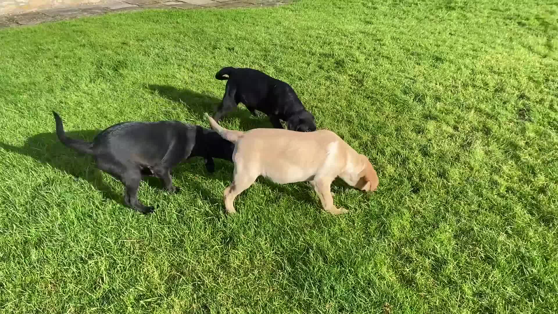 Labrador Retriever dogs for sale: Beautiful KC Reg Labrador puppies - Video 1