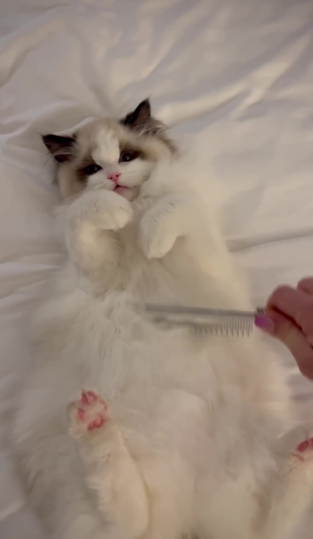 Ragdoll cats for sale: Exceptional ragdoll boy - Video 2