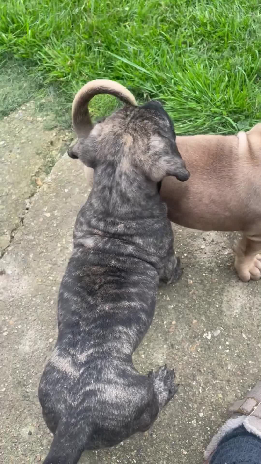 Boerboel dogs for sale: Boerboel puppies - Video 1