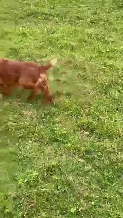 Cocker Spaniel dogs for sale: Gorgeous 5 year old boy - sweet and affectionate - Video 1