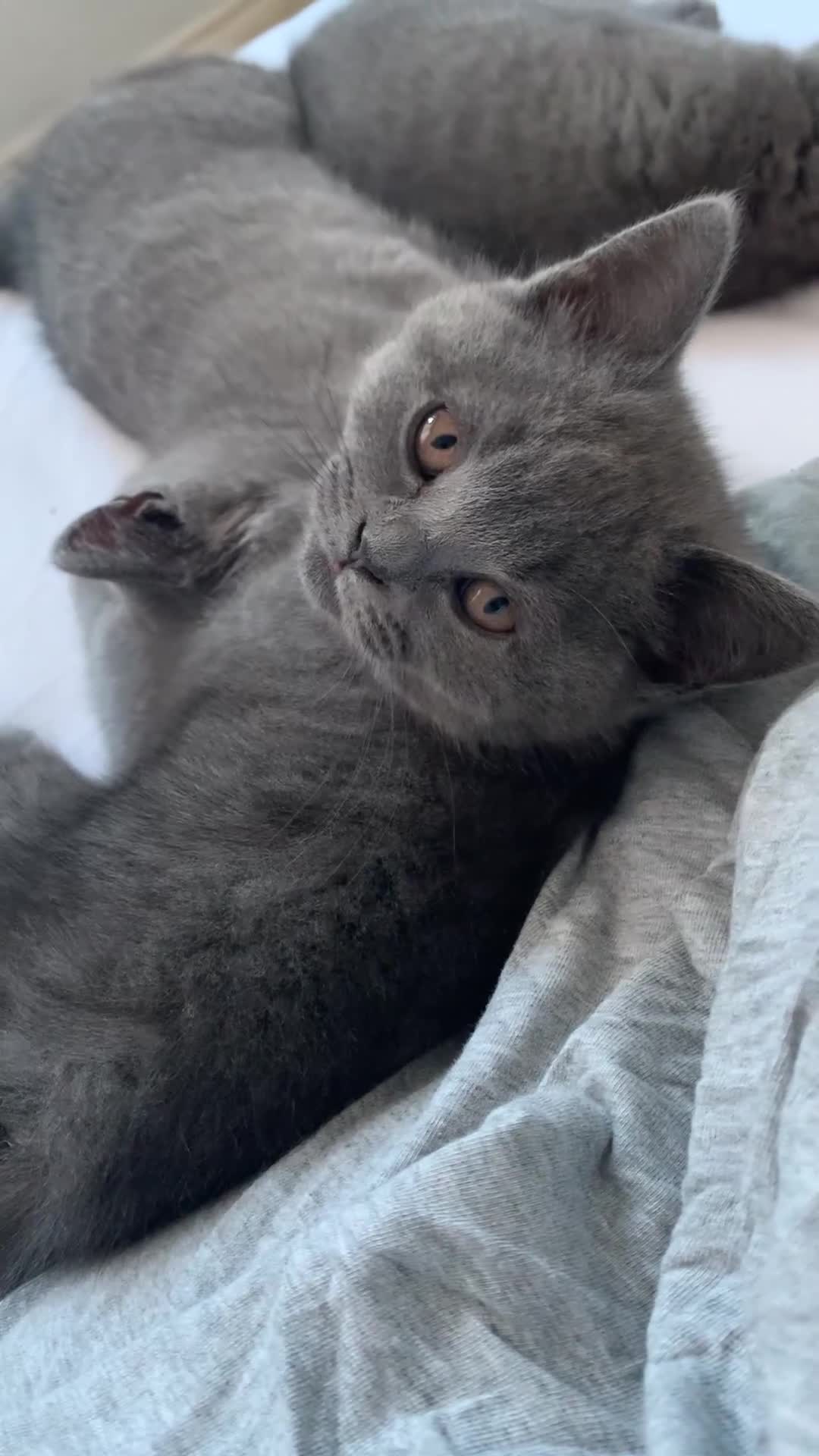 British Shorthair cats for sale: British Shorthair Blue Kittens 💛 Raised with Love - Video 2