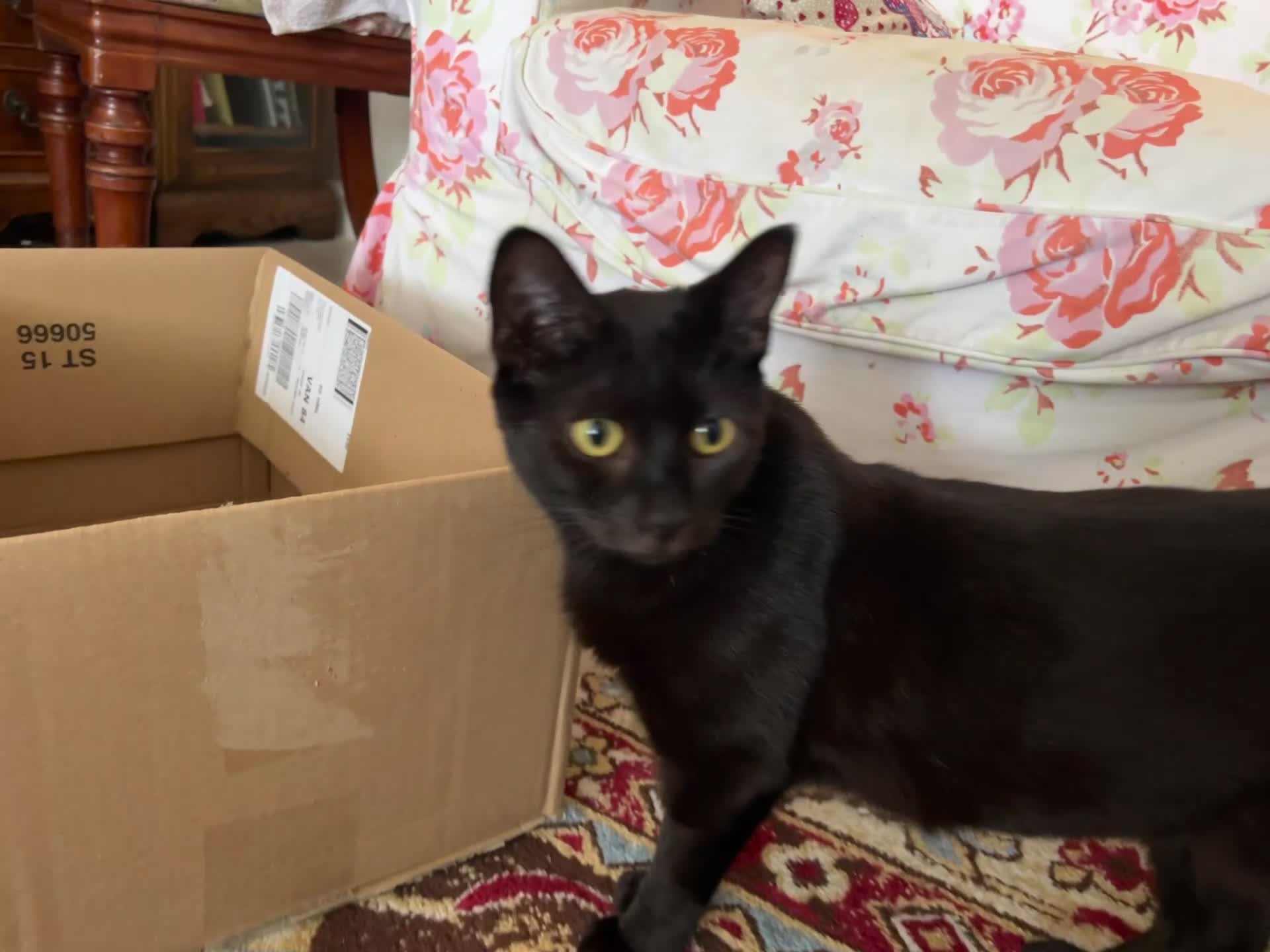 Domestic Shorthair cats for sale: Beautiful affectionate young black cat - Video 1