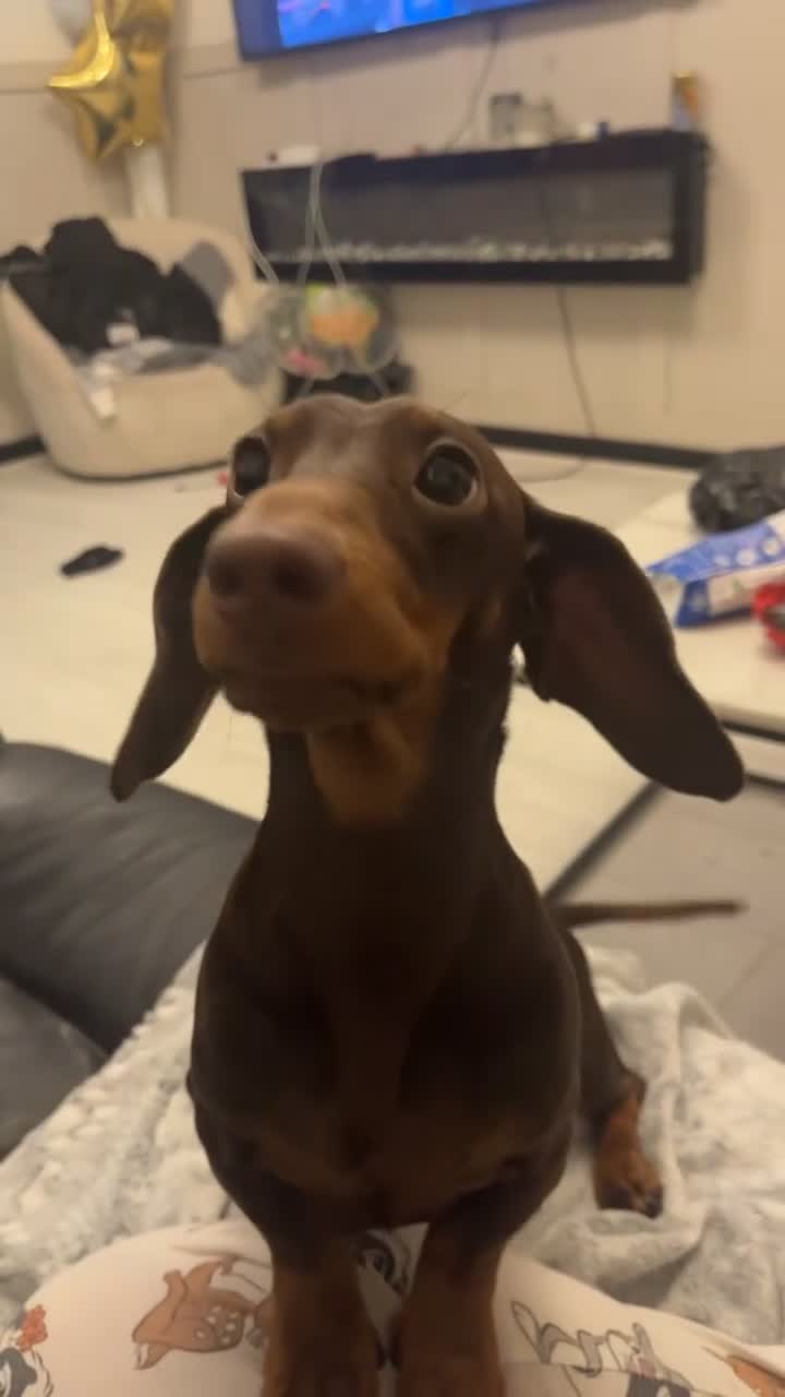 Dachshund dogs for sale: Male dachshund (Valentino) - Video 5