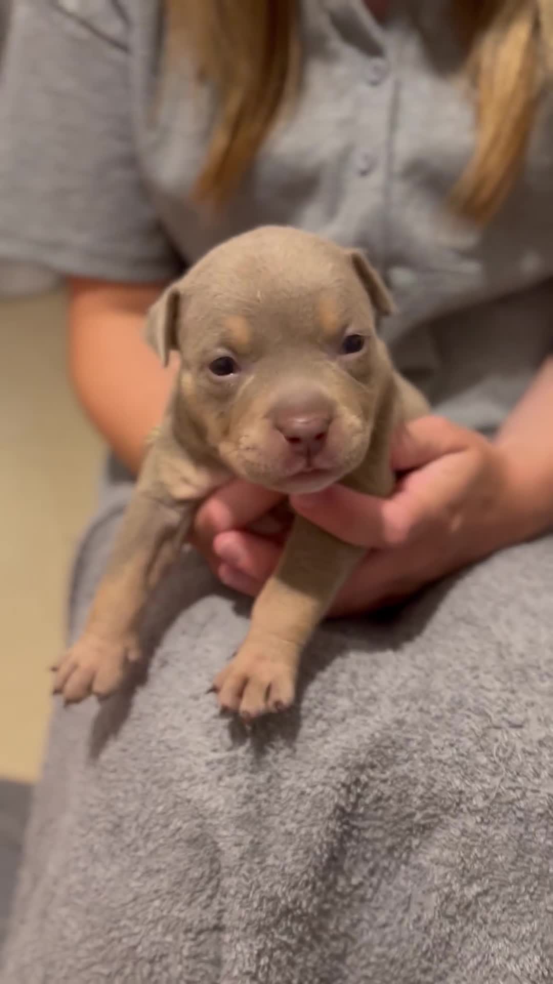 American Bully dogs for sale: American Pocket Bullys - Video 2