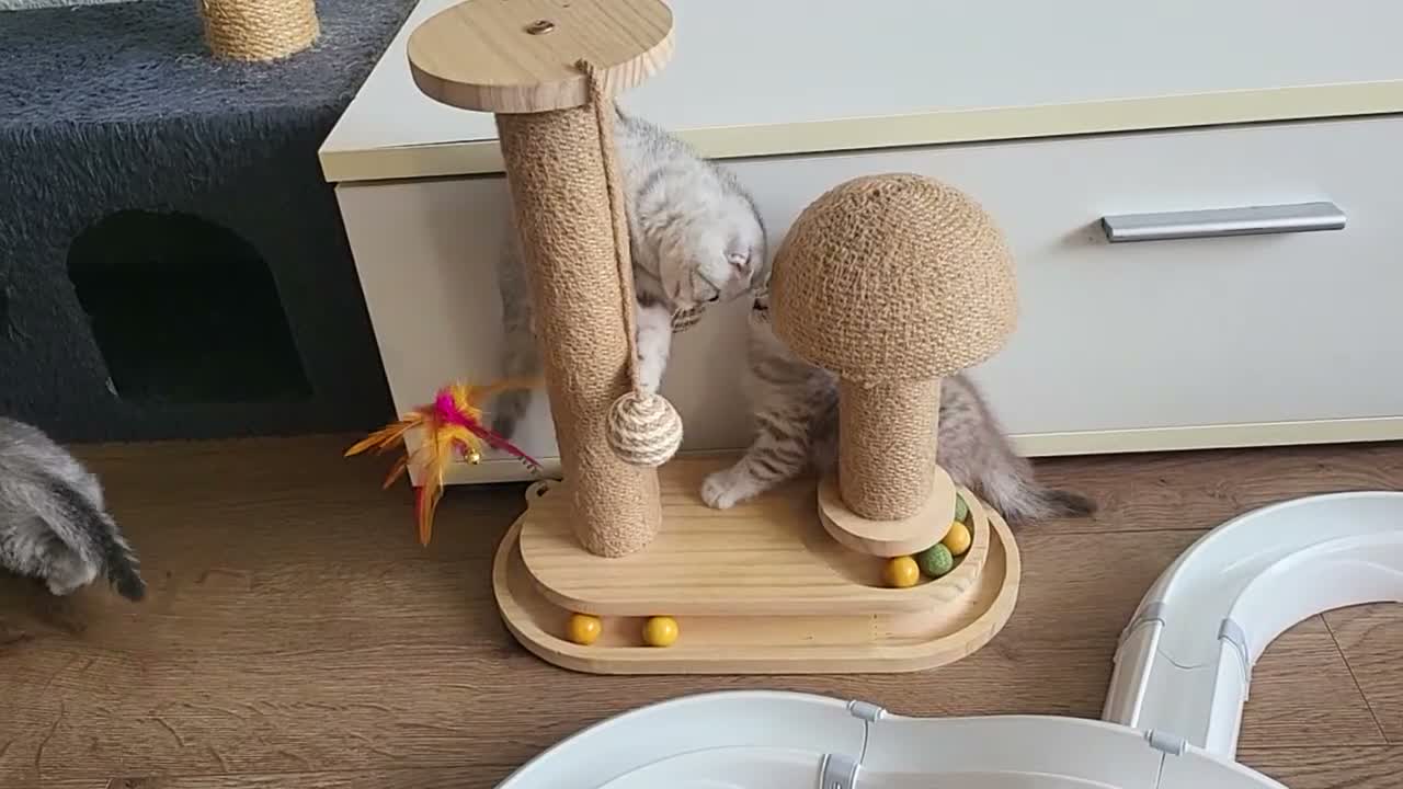 Scottish Fold cats for sale: Adorable Scottish fold kittens - Video 3