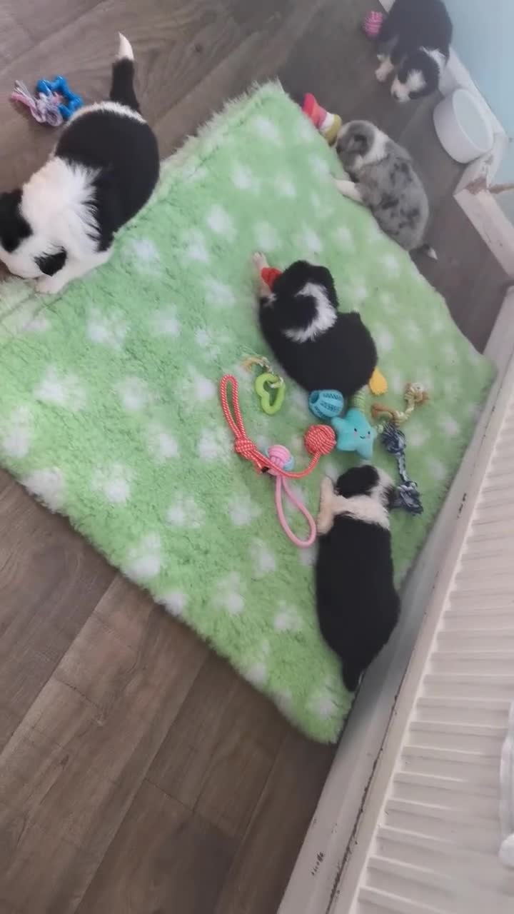 Mixed Breed dogs for sale: Beautiful Bordernese Puppies - Video 1