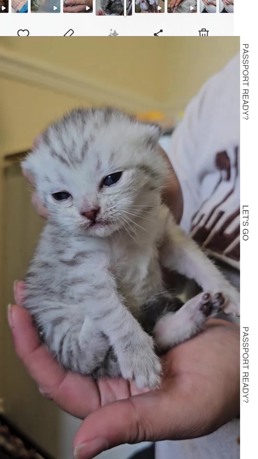 British Shorthair cats for sale: ✨️✨️Tabby British Shorthair kitten✨️✨️ - Video 1
