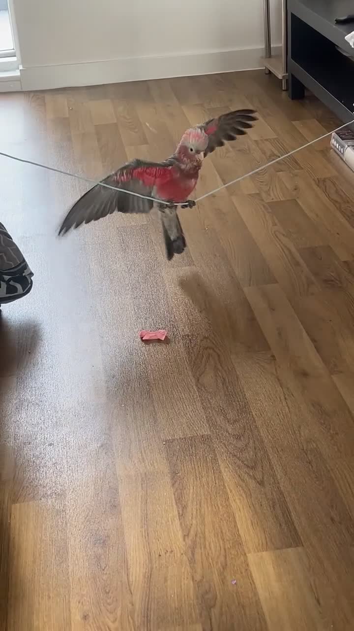 Cockatoo birds for sale: Baby Galah Cockatoo male parrot looking for home in London - Video 2