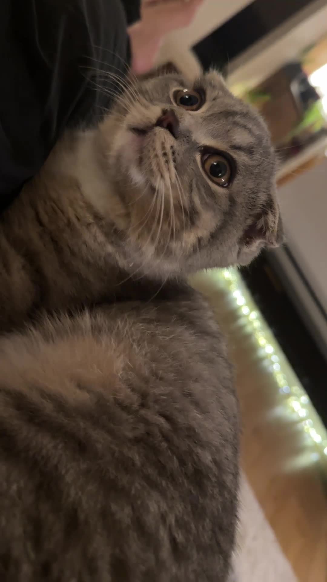 Scottish Fold cats for sale: Scottish fold Looking for a New Forever Home - Video 1