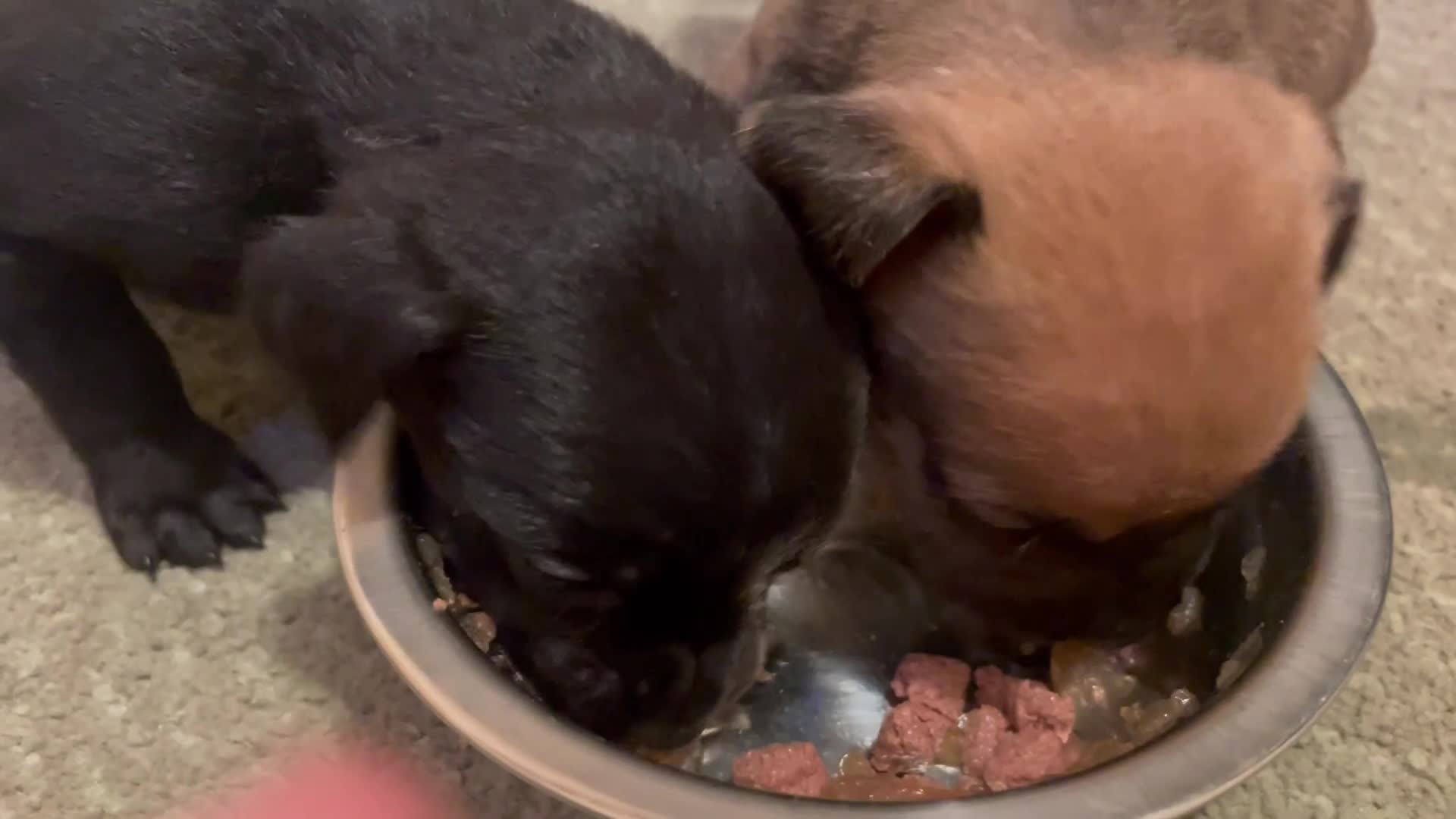 Mixed Breed dogs for sale: Bodeguero Andaluz x French Bulldog Puppies  - Video 1