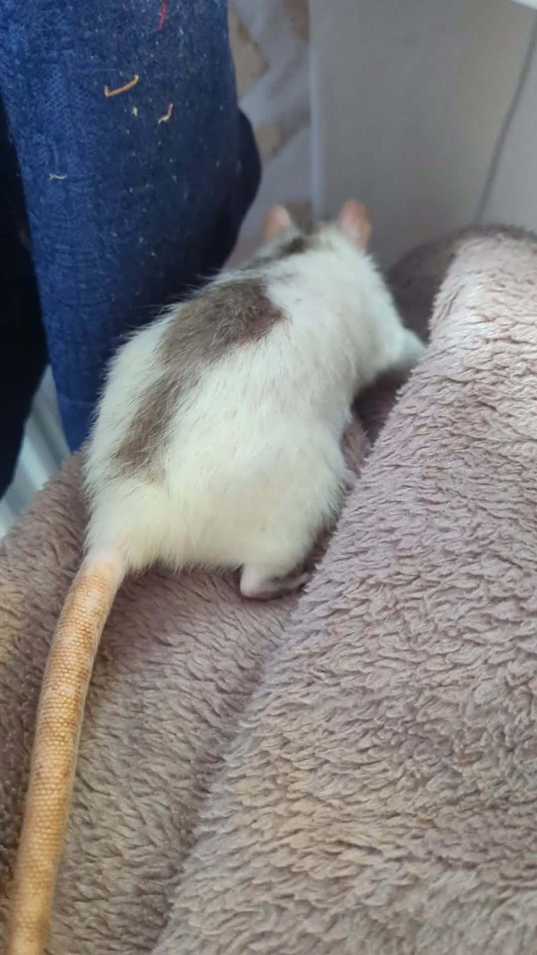 Rat rodents for sale: Female Rat Free to Good Home - Video 3