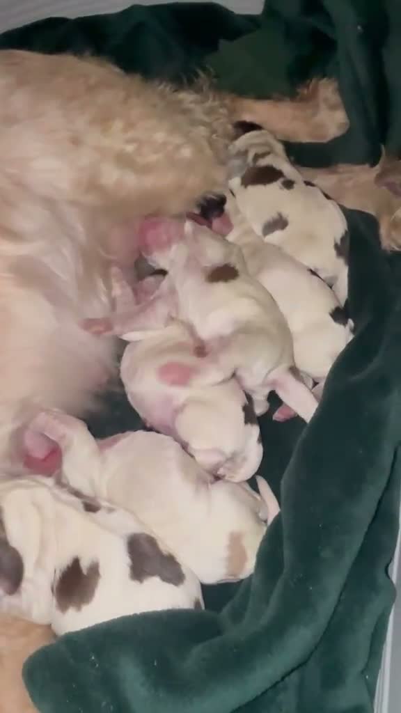 Cocker Spaniel dogs for sale: 1 lovable boy Kc registered show cocker spaniel  - Video 3
