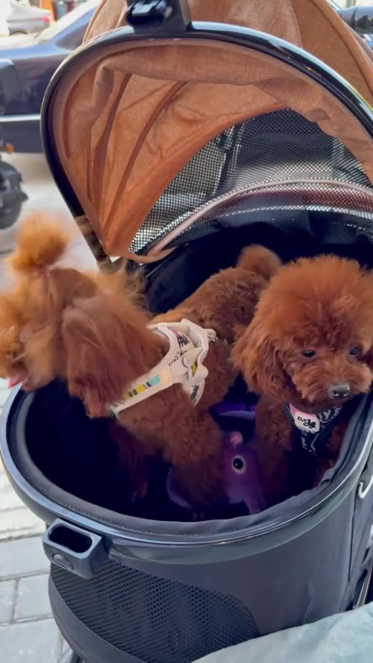 Poodle dogs for sale: Stunning Asian poodle for sale 🤩 - Video 1