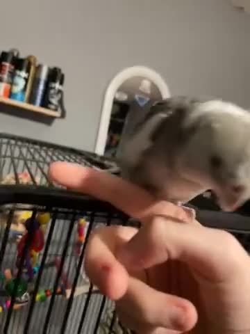 Cockatiels birds for sale: cockatiels  - Video 1