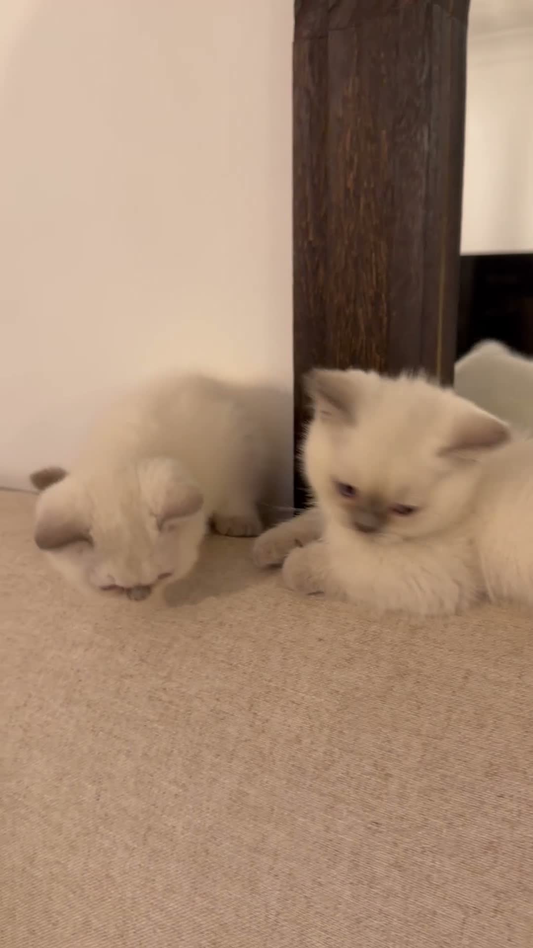 British Shorthair cats for sale: READY TO GO Pure bred British shorthair kittens - Video 1