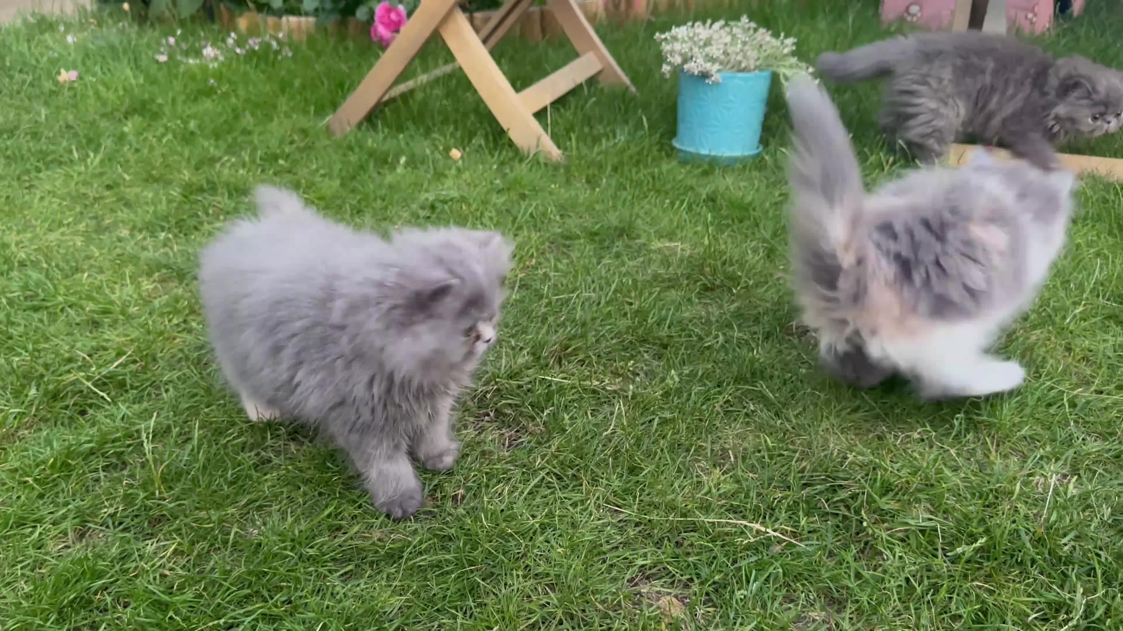 Persian cats for sale: 6th Generation pedigree Persian Kittens  - Video 3