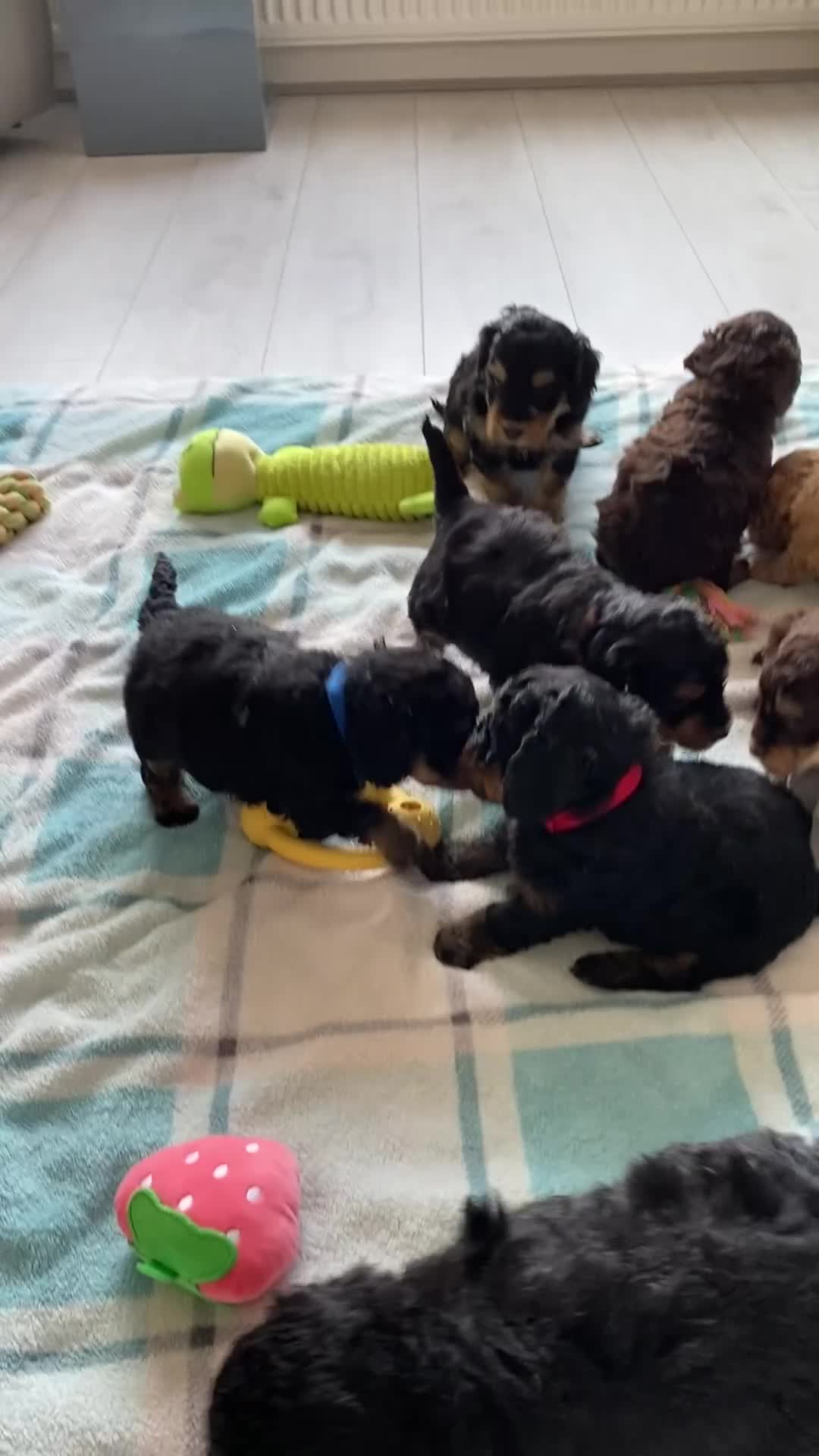 Cockapoo dogs for sale: 1 boy available.F1b mini cockapoos Health tested.  - Video 3