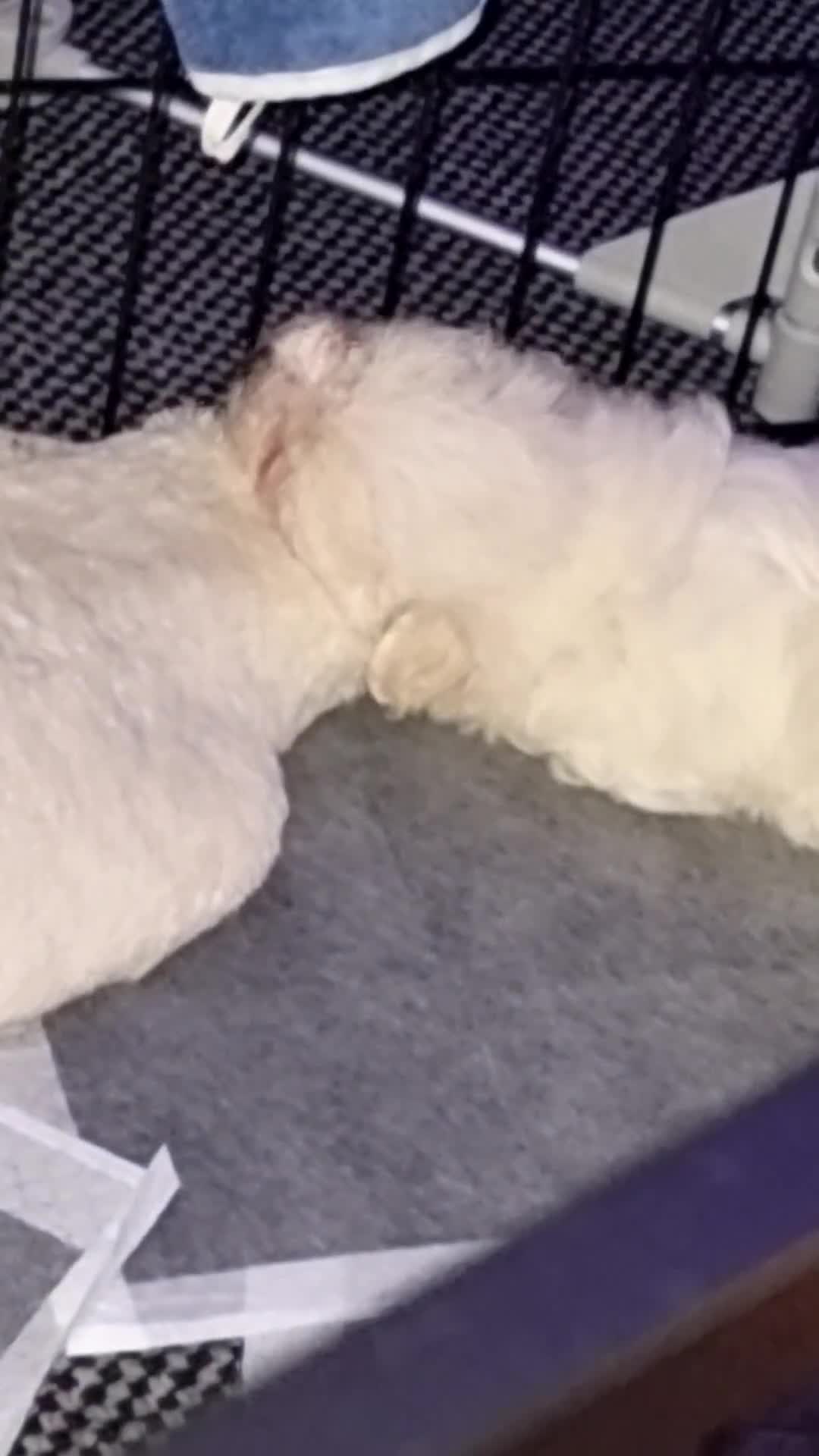 Maltese dogs for sale: Maltese Puppies – Hypoallergenic – Available 19/12 - Video 1