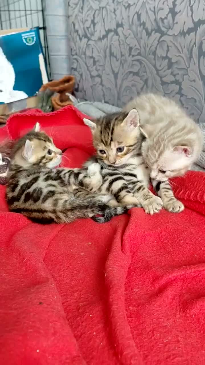 Bengal cats for sale: Pure Bengal kittens for sale - Video 5