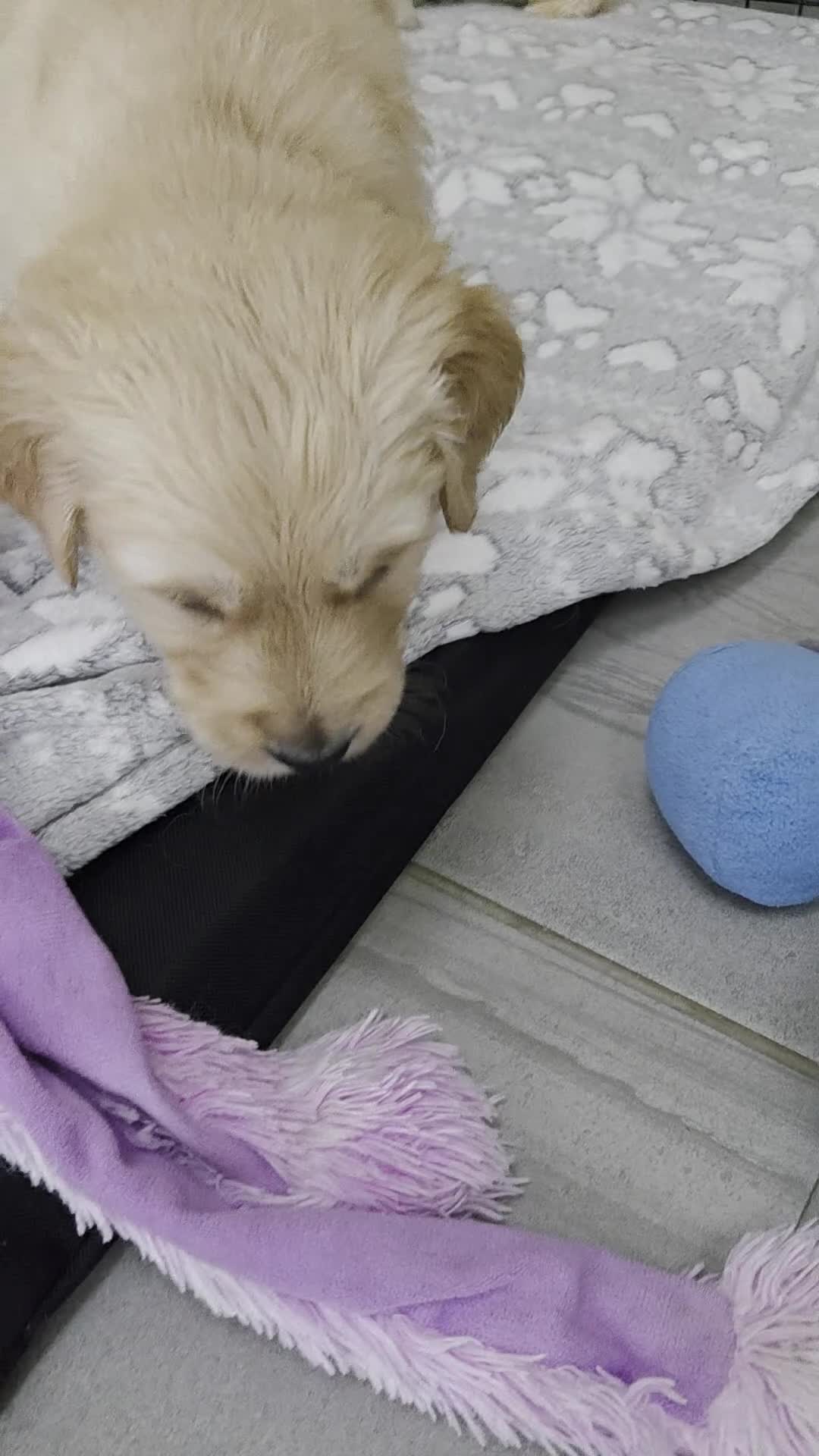 Golden Retriever dogs for sale: KC registered Beautiful Golden retriever puppies  - Video 2