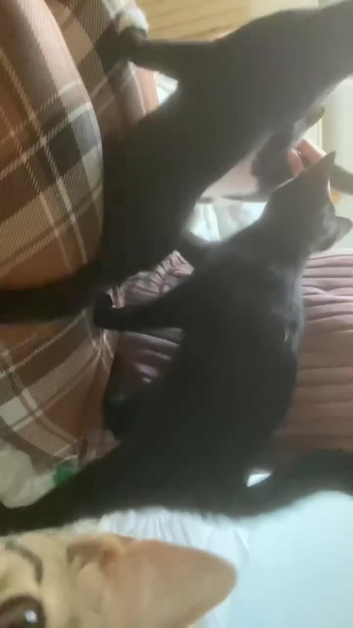 Mixed Breed cats for sale: Rescue affectionate cats - Video 2