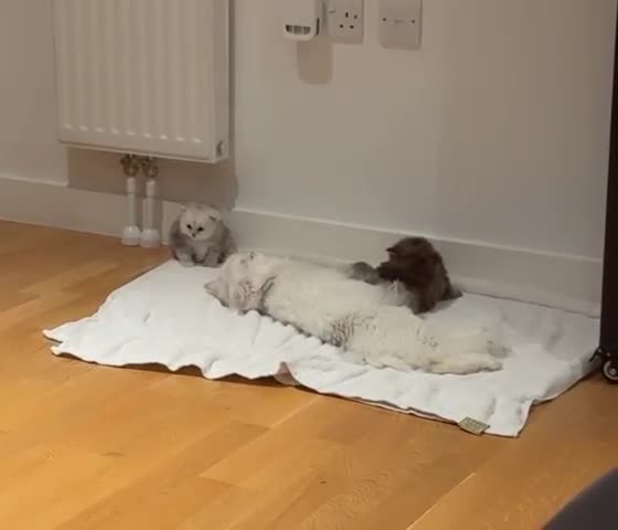 Persian cats for sale: Persian X Ragdoll Kittens in London - Video 3