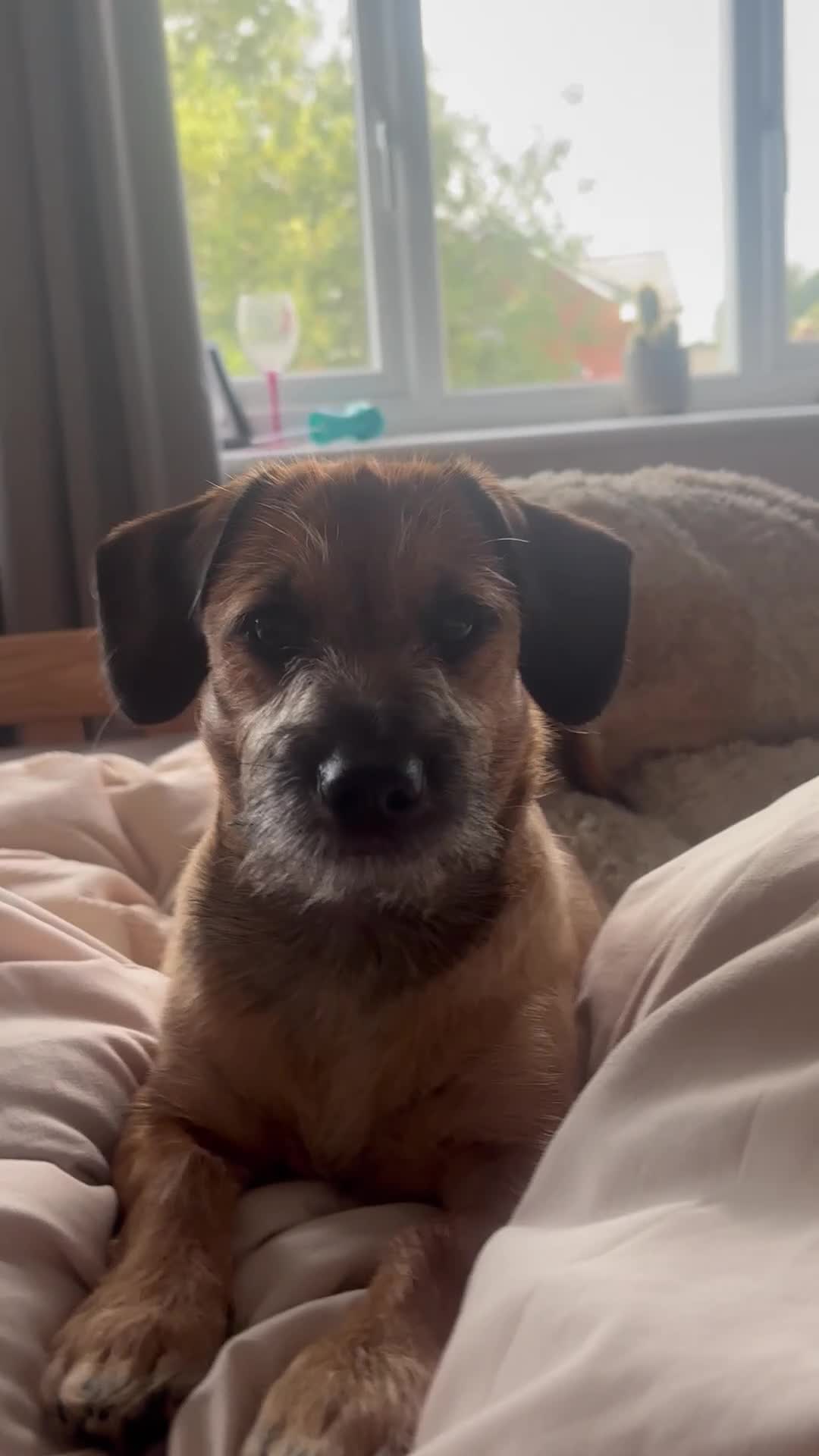 Mixed Breed dogs for sale: 11 month old male Dachshund x Shih Tzu - Video 1