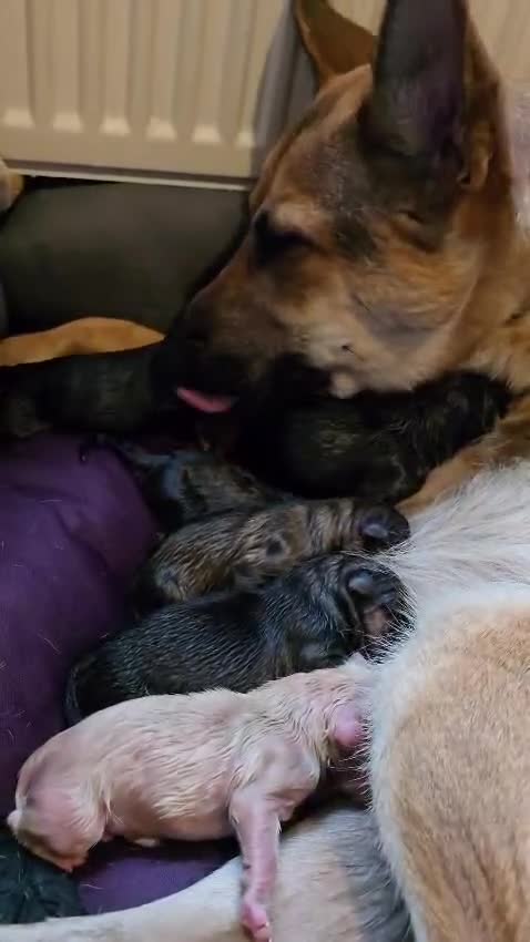 Mixed Breed dogs for sale: Shepkitas for sale - Video 1