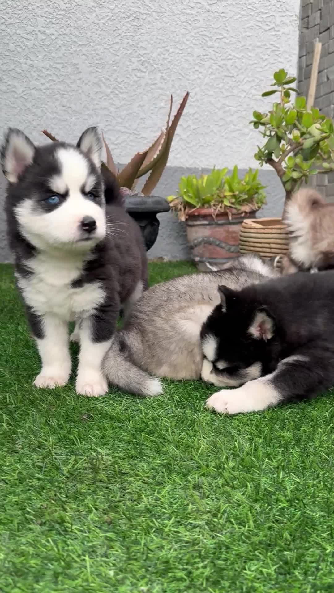 Siberian Husky dogs for sale: Siberian husky puppies - Video 3
