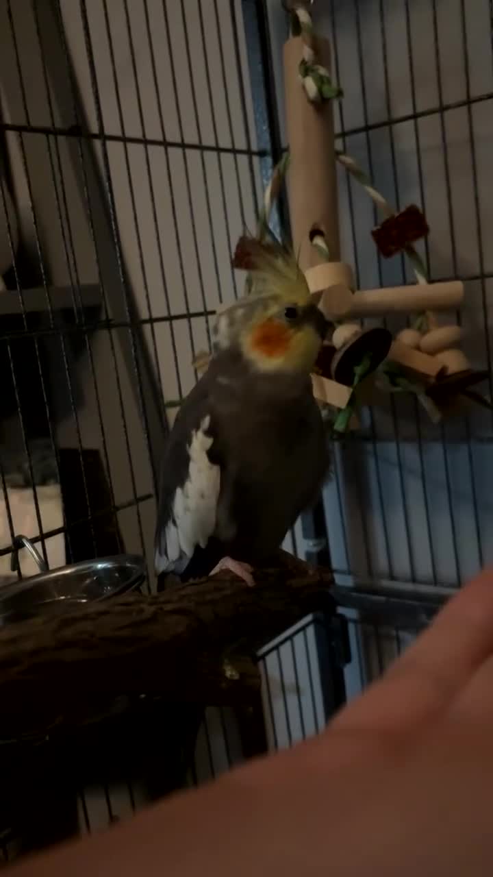 Cockatiels birds for sale: My babies pika and tuk - Video 2