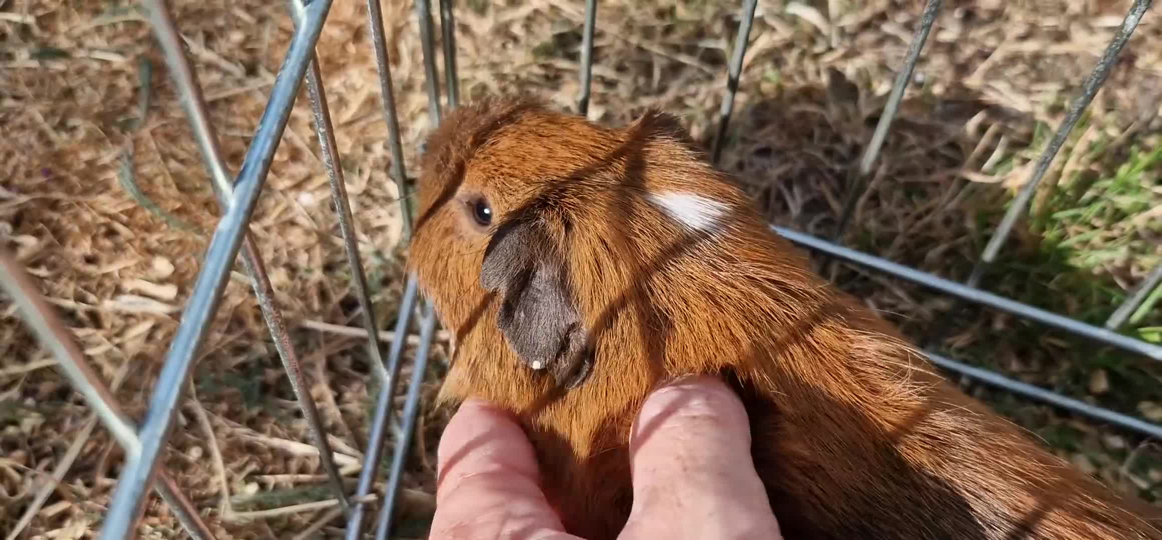 Guinea Pig rodents for sale: £20 for 2 California x male guinea pigs  - Video 1