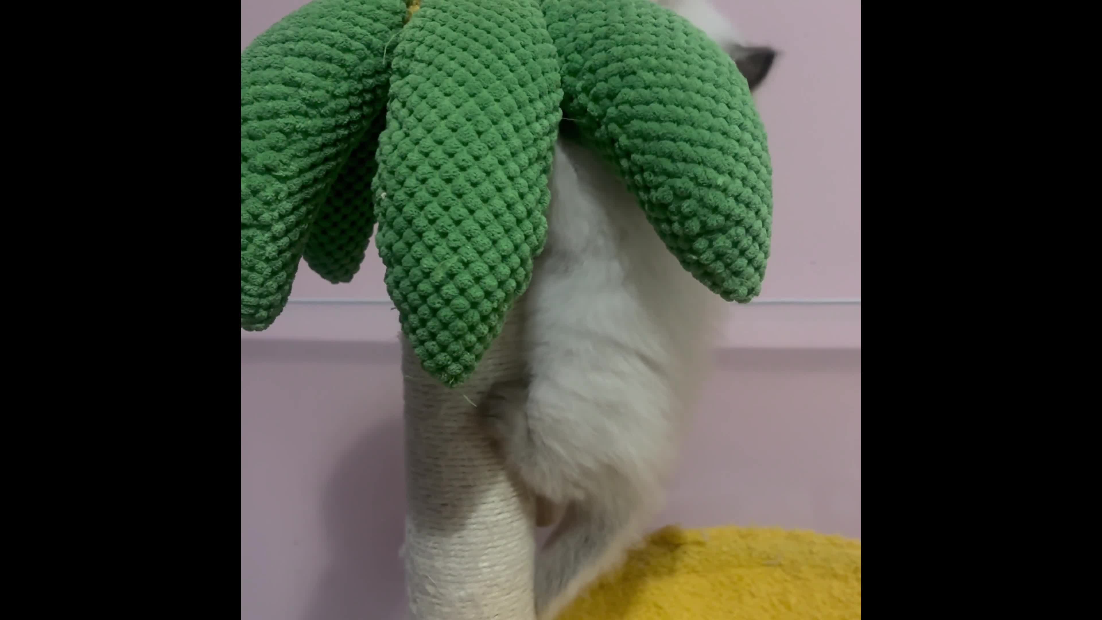 Ragdoll cats for sale: ❤️ Stunning Pure DNA Clear ✅ Ragdoll Kittens ❤️  - Video 1