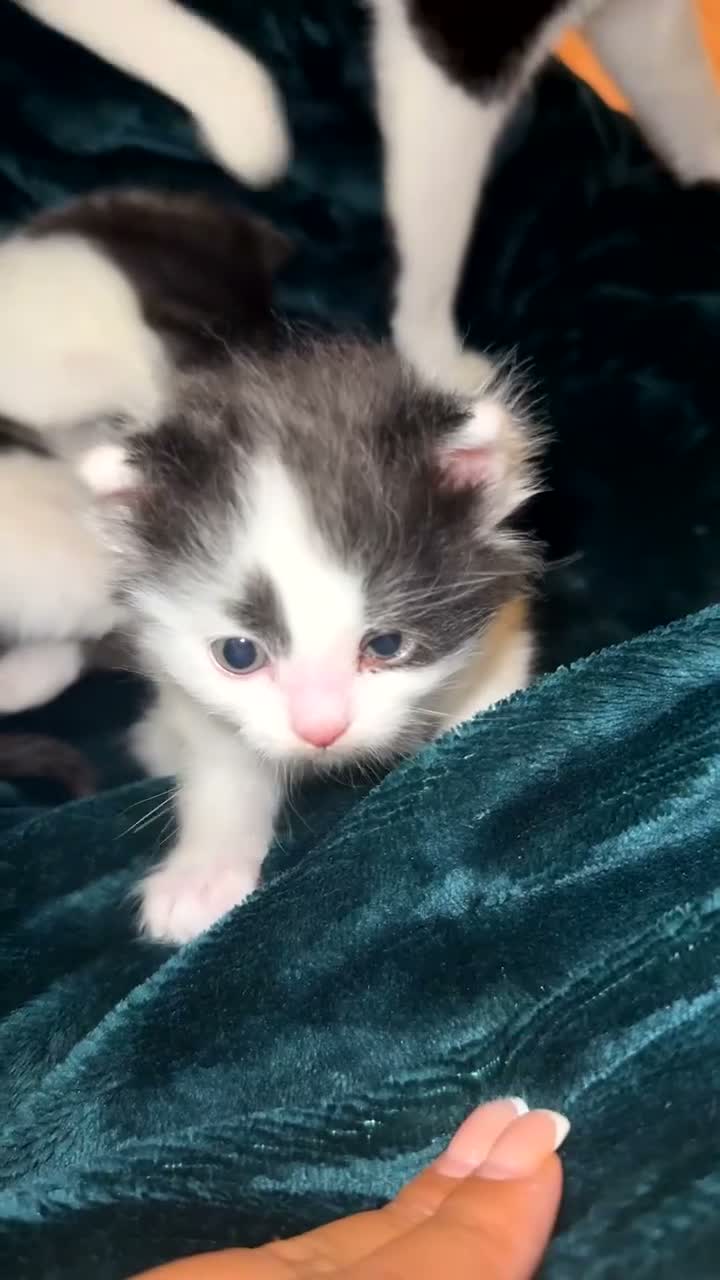 Mixed Breed cats for sale: Black and white kittens in Chatham - Video 1