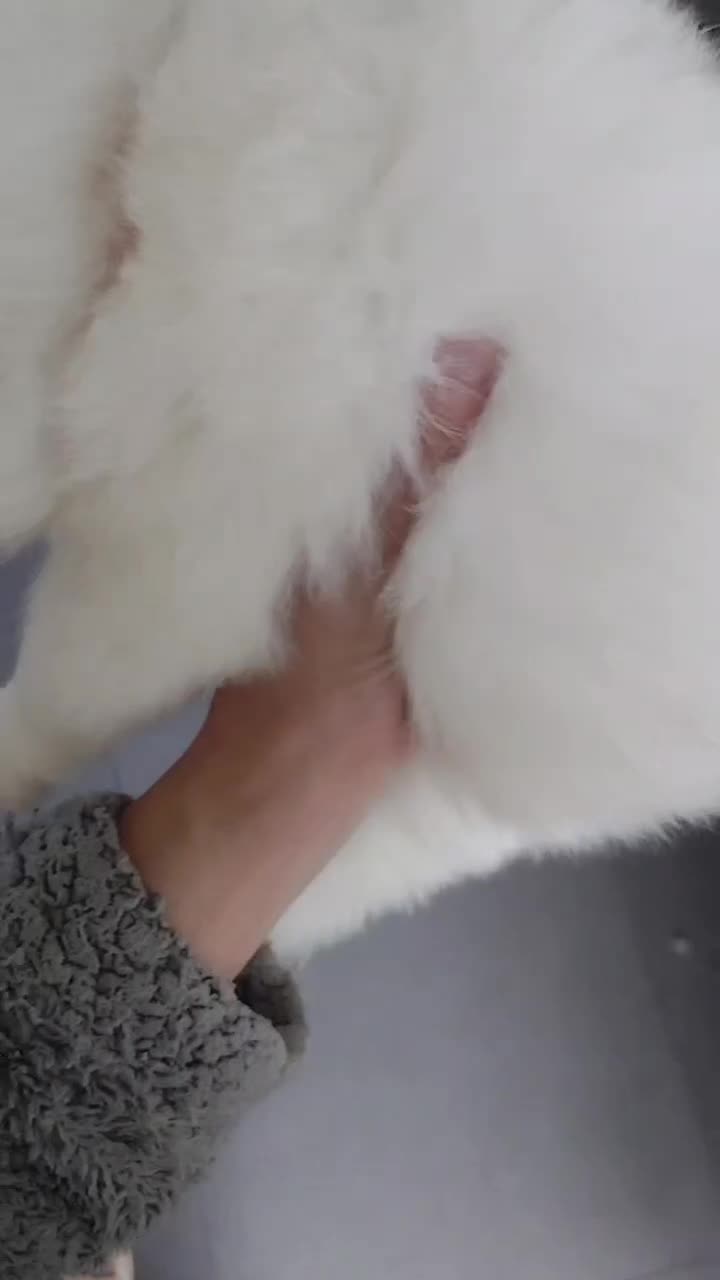 Samoyed dogs for sale: Lovely Samoyed Puppies For Sale - Video 5
