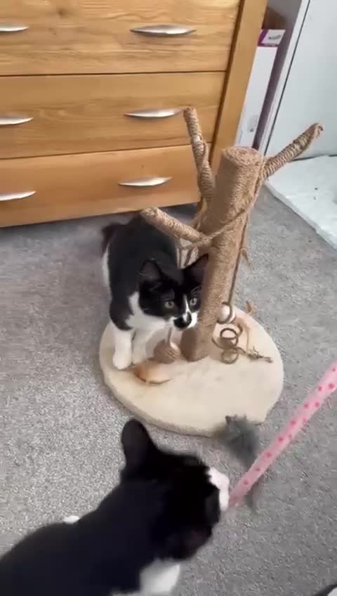 Mixed Breed cats for adoption: Bonded rescue brothers looking for forever home - Video 1