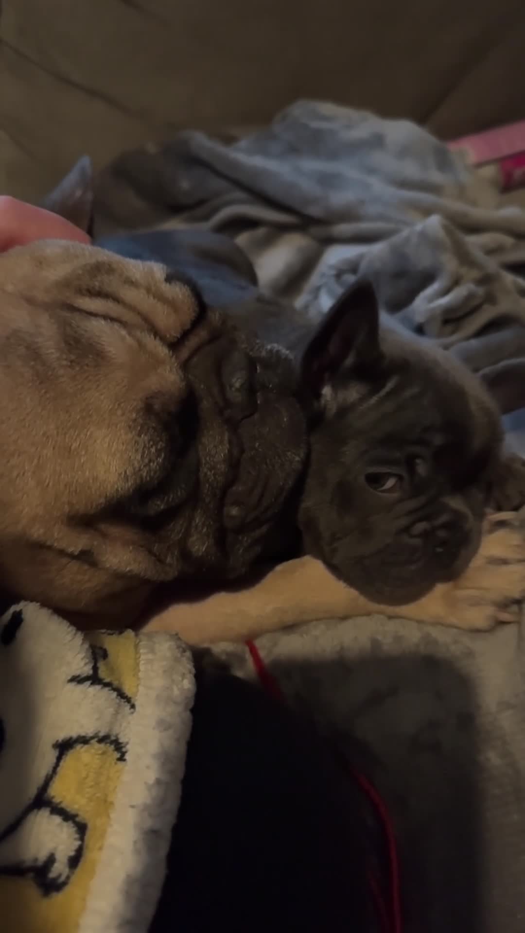 French Bulldog dogs for sale: French bulldog puppy  - Video 1
