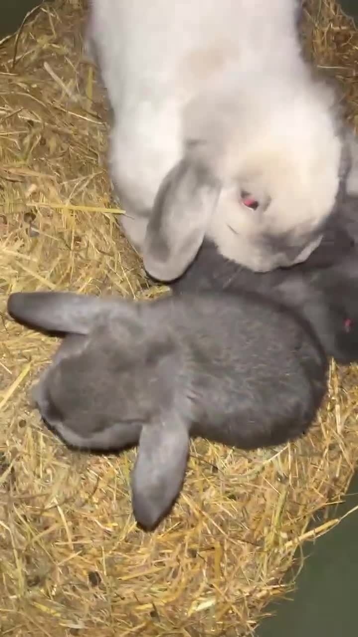 Mini Lop rabbits for sale: Mini lop babies - Video 1