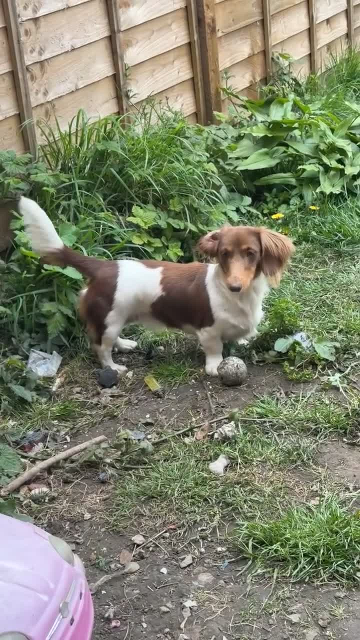 Miniature Dachshund dogs for sale: Piebald dachshund  - Video 2