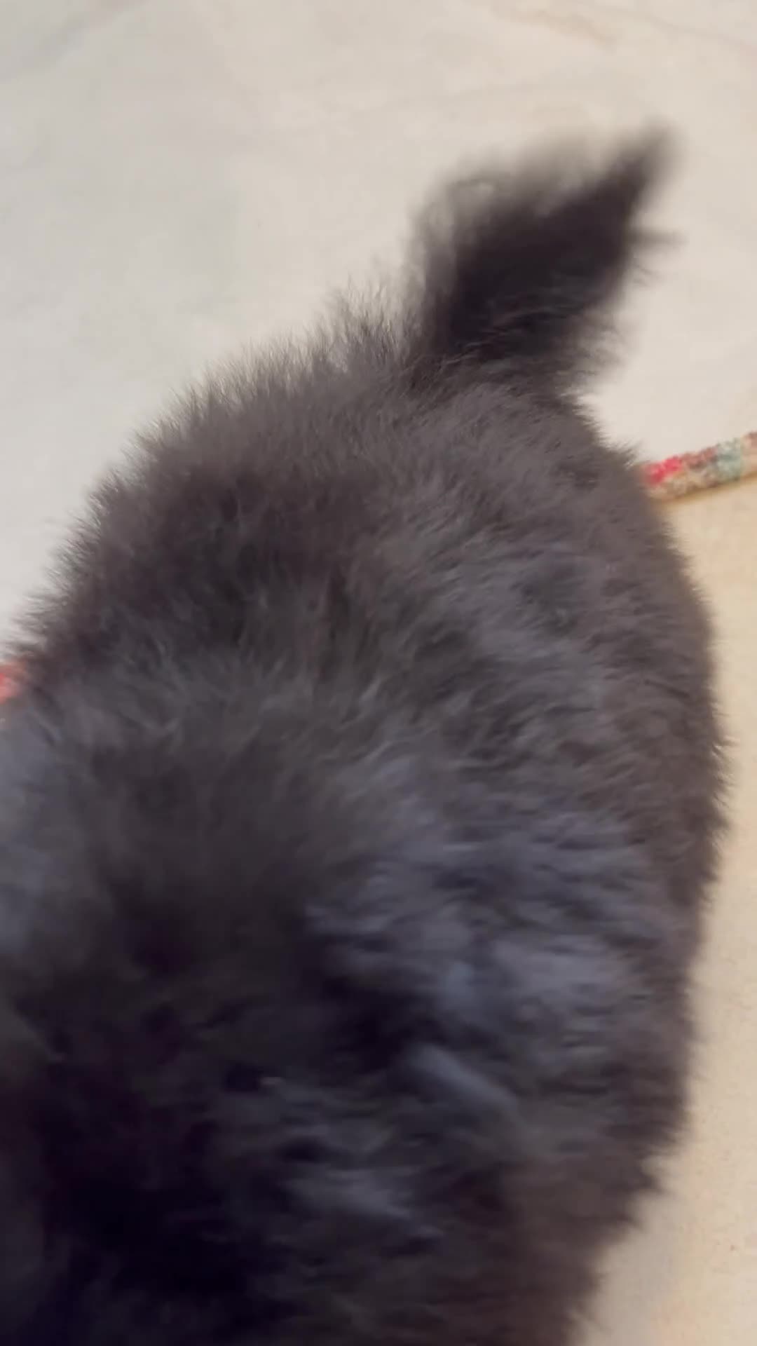 Pekingese dogs for sale: 💙Stunning Black KC registered Pekingese Puppy💙 - Video 2